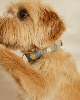 Compra Collar insectos gris | S | M | L | en Apodemia Collar insectos gris | S | M | L |