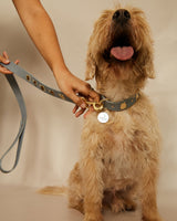 Compra Collar insectos gris | S | M | L | en Apodemia Collar insectos gris | S | M | L |