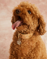 Compra Collar insectos beige | S | M | L | en Apodemia Collar insectos beige | S | M | L |