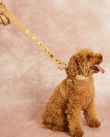 Compra Collar insectos beige | S | M | L | en Apodemia Collar insectos beige | S | M | L |
