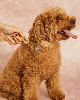 Compra Collar insectos beige | S | M | L | en Apodemia Collar insectos beige | S | M | L |