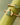 Anillo Firefly